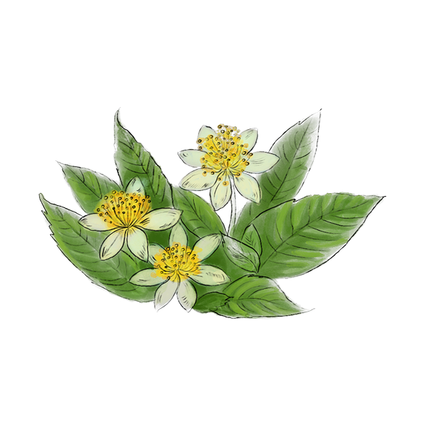 Bhringraj