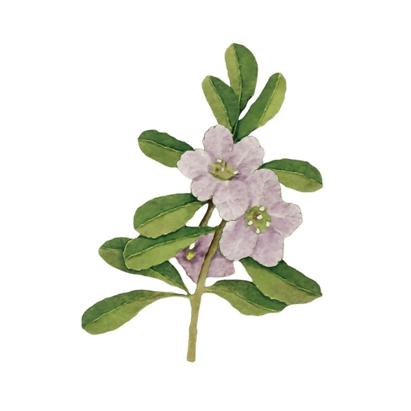 Brahmi