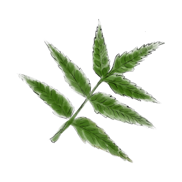 Neem