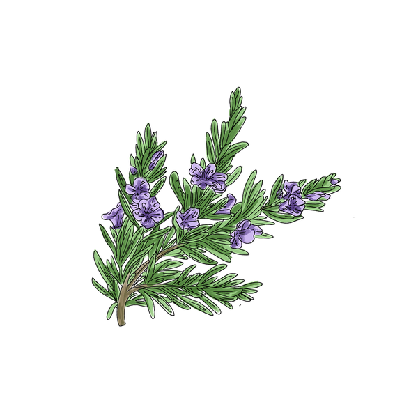 Rosemary
